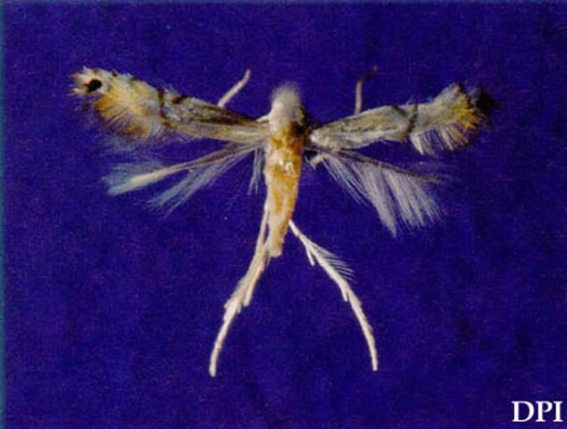 Figure 2. Pinned adult citrus leafminer, Phyllocnistis citrella Stainton, (4mm wingspread).