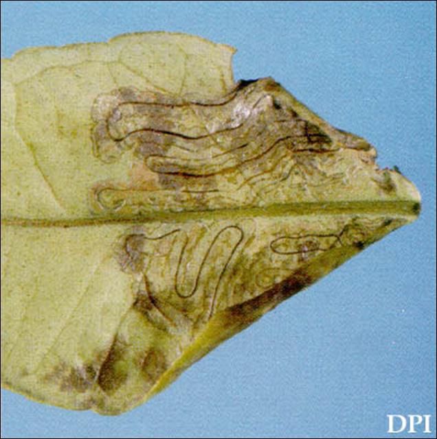 Figure 3. Leaf mine of citrus leafminer, Phyllocnistis citrella Stainton, on citrus in Florida.