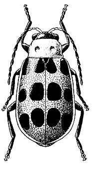 Figure 10. Spotted cucumber beetle.