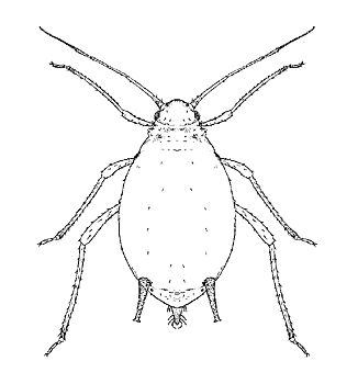 Figure 1. Wingless melon aphid.
