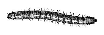Figure 16. Wireworm larva.