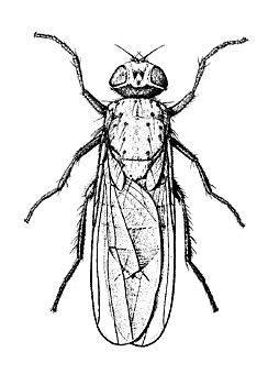 Figure 13. Adult seedcorn maggot (fly).