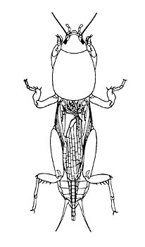Figure 17. Mole cricket adult.