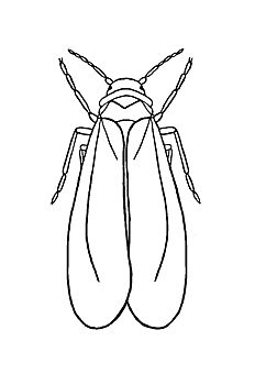 Figure 2. Silverleaf whitefly adult.