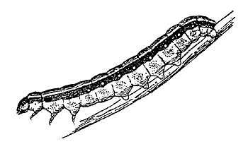 Figure 4. Beet armyworm larva.