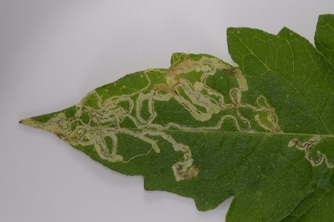 Mines produced by leafminers on a tomato leaf.