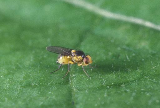 Vegetable leafminer adult.