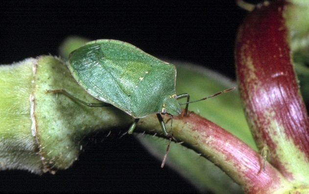 Green stink bug. 