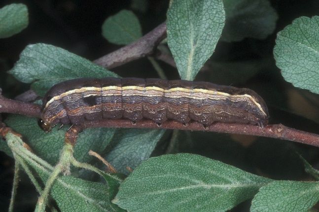 Yellowstriped armyworm larva.