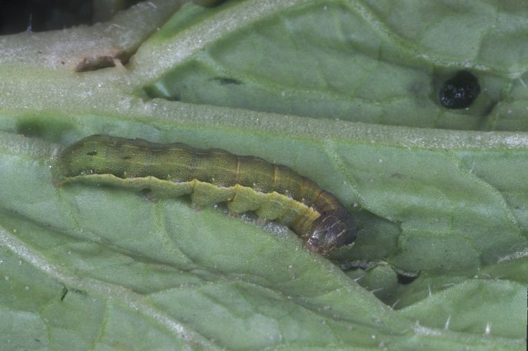 Beet armyworm larva.