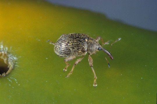 Pepper weevil adult.