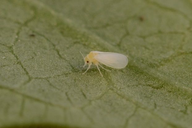 Silverleaf whitefly adult. 