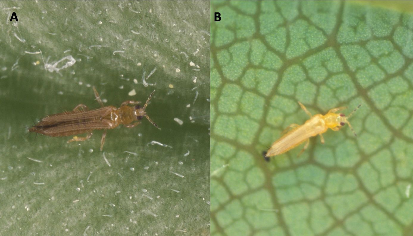 Adult thrips. (A) Western flower thrips (B) eastern flower thrips.