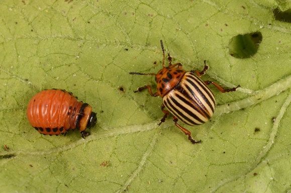 Colorado potato beetle larva and adult.