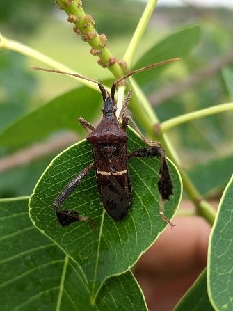 Leaffooted bug. 