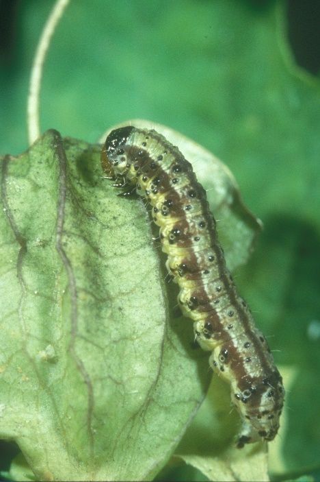 Tomato fruitworm (corn earworm) larva.