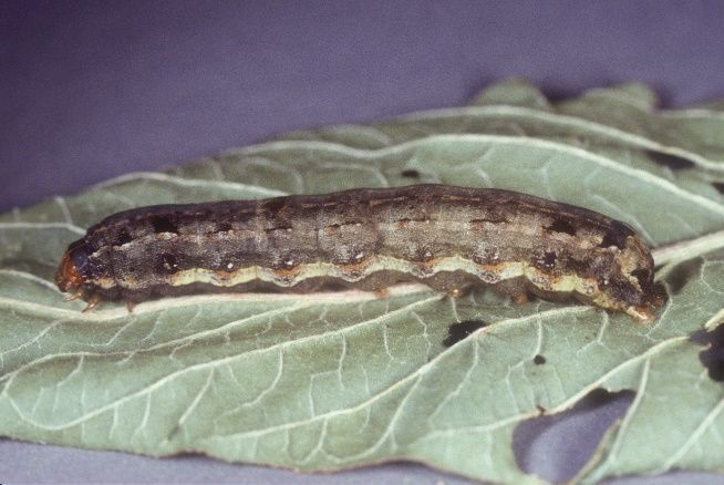 Southern armyworm larva.