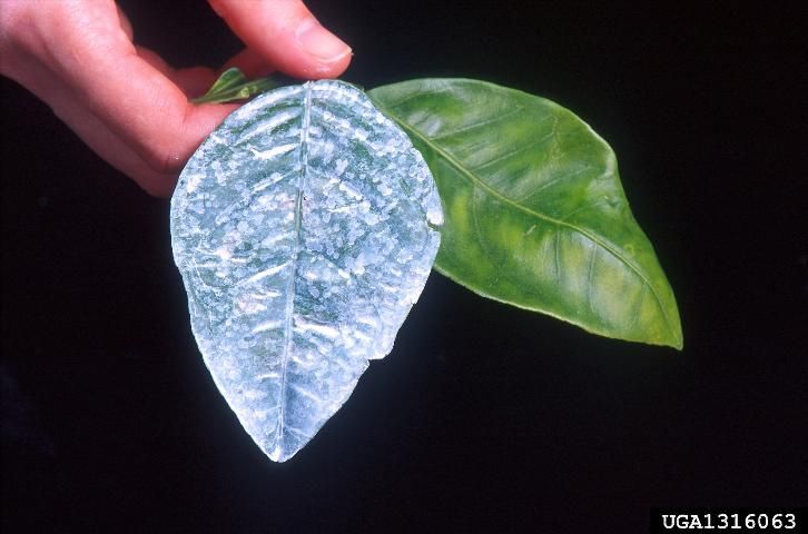 Figure 7. The citrus leaf on the left was sprayed with a kaolin clay product as a deterrent to Diaprepes root weevils.