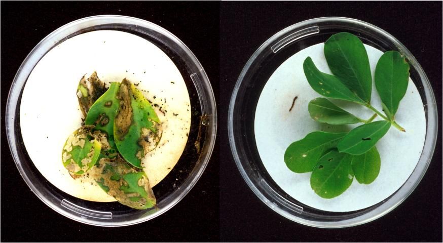 Figure 8. Lesser cornstalk borer larvae severely damaged unprotected peanut leaves (left) while those feeding on Bt-protected leaves quickly ceased feeding, crawled off, and died.