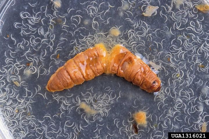 Figure 11. Infective nematodes emerging from a dead moth pupa. This nematode species, Heterorhabditis bacteriophora, is able to attack immature stages of many beetle and moth pests.
