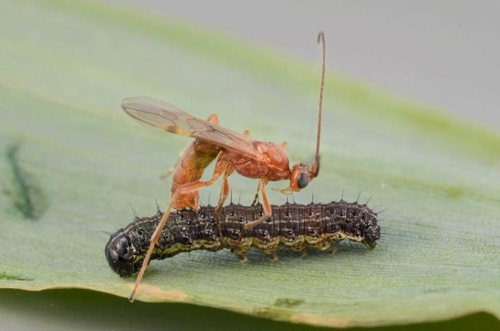 Figure 2. A beneficial wasp, Aleiodes laphygmae, parasitizing a fall armyworm caterpillar pest. This hard-bodied, flying adult wasp is likely to survive after a natural insecticide application.