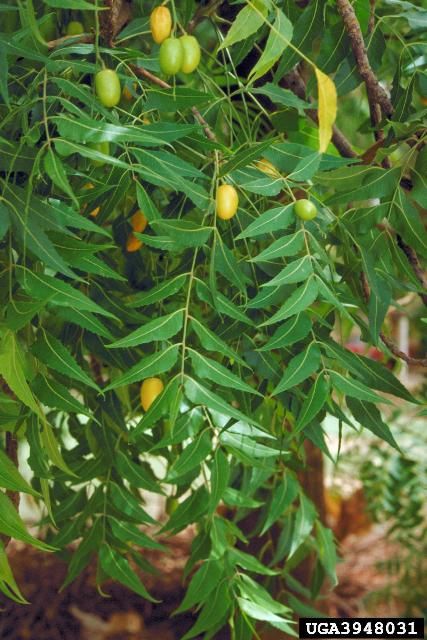 Figure 4. Neem oil comes from the seeds of the neem tree, Azadirachta indica.