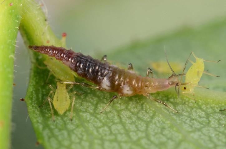 Figure 1. A brown lacewing larva, Micromus posticus, feeding on aphid pests of a rose bush. This soft-bodied predator would likely be killed by natural insecticides intended for the aphids.