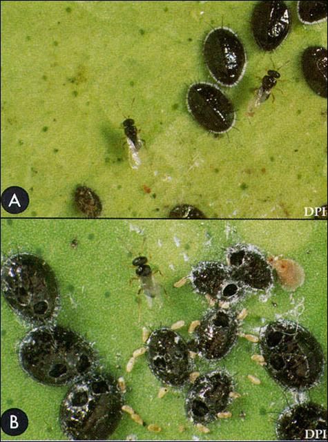 Figure 5. A) Pupae of citrus blackfly, Aleurocanthus woglumi Ashby, and the adult parasitoid, Encarsia perplexa Huang & Polaszek, and B) Pupal cases of the citrus blackfly, Aleurocanthus woglumi Ashby, from which the parasitoid has emerged. Egg spirals of the citrus blackfly are also evident.