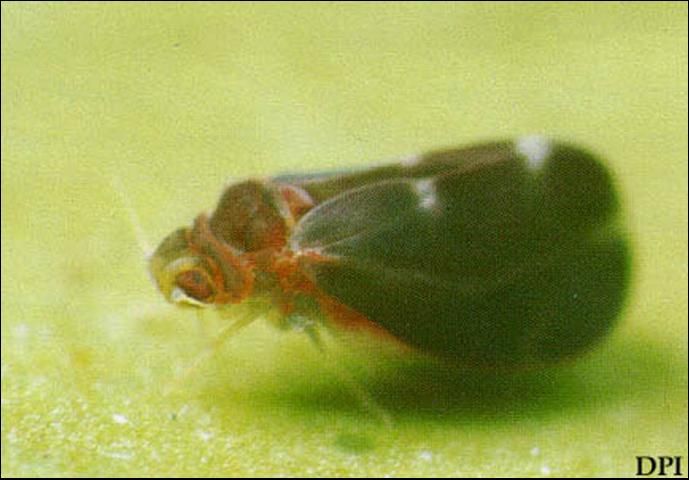 Figure 3. Adult citrus blackfly, Aleurocanthus woglumi Ashby.