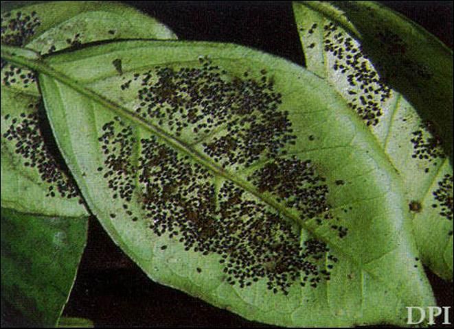 Figure 4. Heavy infestation of citrus blackfly, Aleurocanthus woglumi Ashby, on citrus leaves.