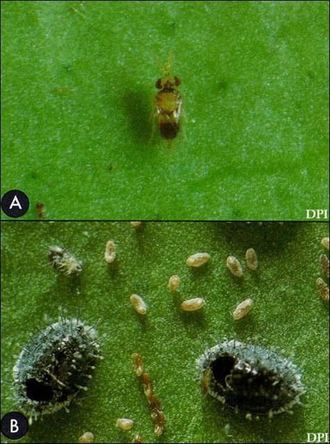 Figure 6. A) Adult Encarsia perplexa Huang & Polaszek, and (B) pupal cases of the citrus blackfly, Aleurocanthus woglumi Ashby, from which the parasitoid has emerged.