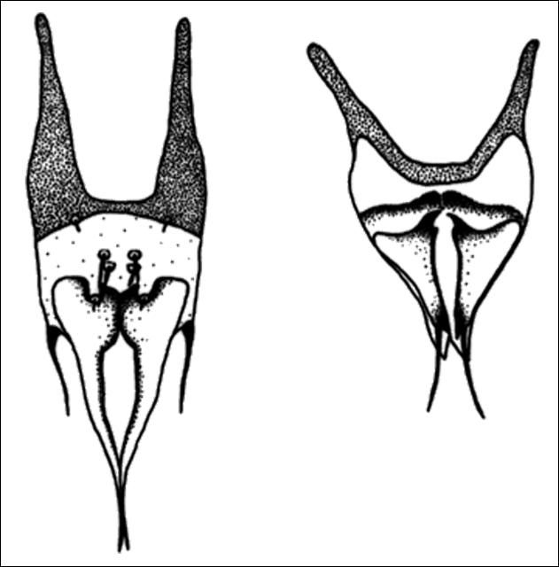 Figure 5. Squamma genitalis of Eosentomon caddoense Tipping; male left, female right.