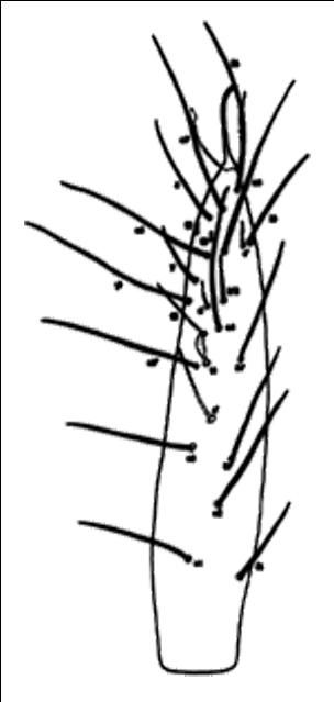 Figure 4. Foretarsi of Eosentomon maryae Tipping with sensilla and setal patterns.