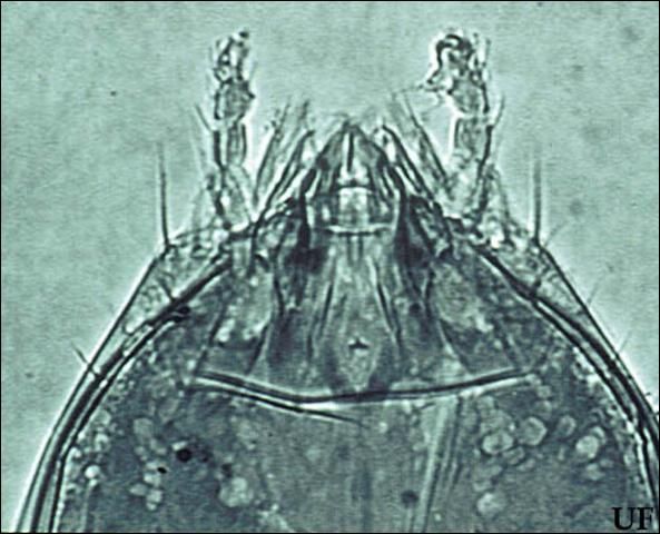 Figure 3. Photomicrograph of the head of Eosentomon megatibiense Tipping with mouthparts inserted inside of the head capsule (900x).