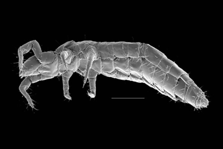 Figure 7. Lateral view of an acerentomid proturan.