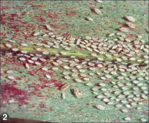 Figure 3. A colony of sugarcane lace bug, Leptodictya tabida (Herrich- Schaeffer), nymphs on a sugarcane leaf.