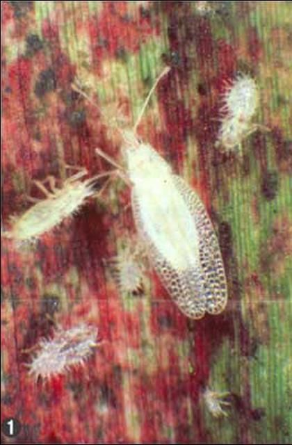 Figure 2. Adult and nymph of the sugarcane lace bug, Leptodictya tabida (Herrich- Schaeffer).