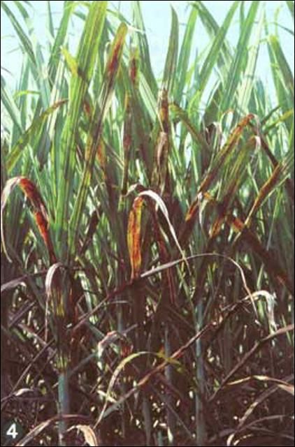 Figure 1. Sugarcane russeted by the the sugarcane lace bug, Leptodictya tabida (Herrich-Schaeffer).