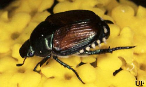 Figure 1. Adult Japanese beetle, Popillia japonica Newman.