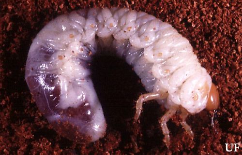 Figure 4. Typical white grub of the genus Phyllophaga.