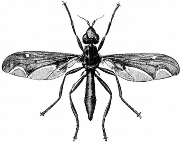 Figure 7. A pyrgotid fly, a natural enemy of white grubs, Phyllophaga spp.