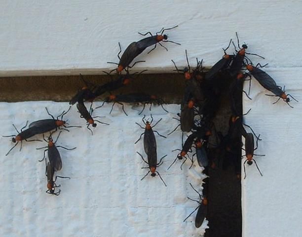Figure 2. Adult lovebugs, Plecia nearctica Hardy, swarm on a building.