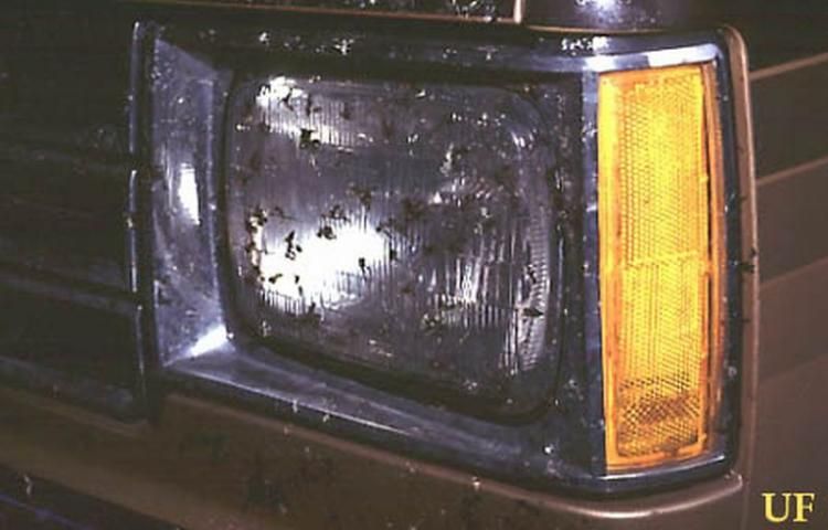 Figure 10. Front left car headlight with squashed lovebugs, Plecia nearctica Hardy.
