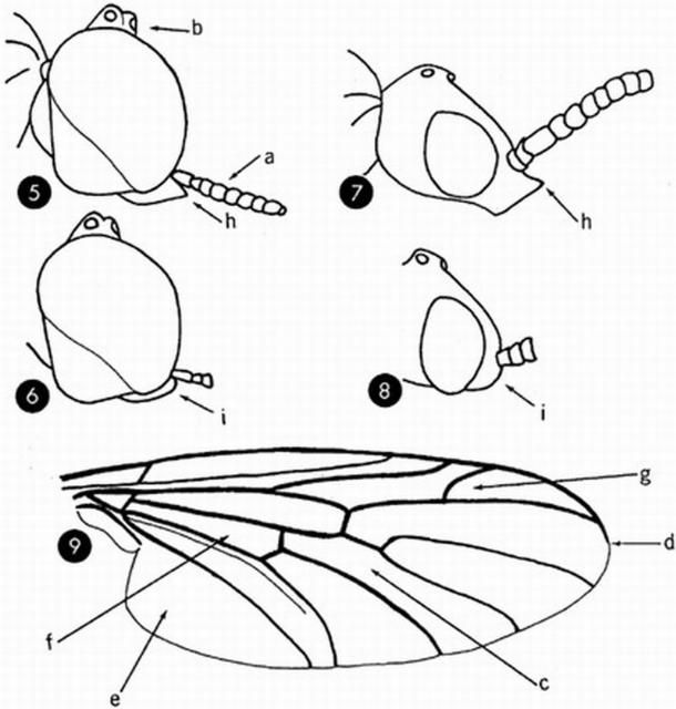 Figure 6. 5. head of Plecia nearctica, male 6. head of Plecia americana, male 7. head of Plecia nearctica, female 8. head of Plecia americana, female 9. wing of Plecia nearctica.