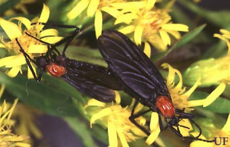 Figure 9. Mating pair of lovebugs, Plecia nearctica Hardy, with female on right.