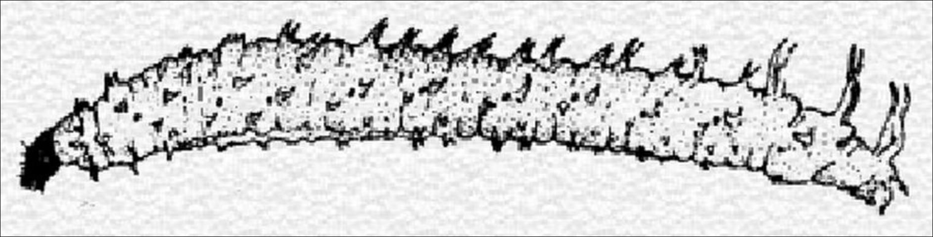 Figure 4. Larva of Plecia nearctica. Color slate gray with darker head. Length of full-grown larva is about 11 to 12 mm.
