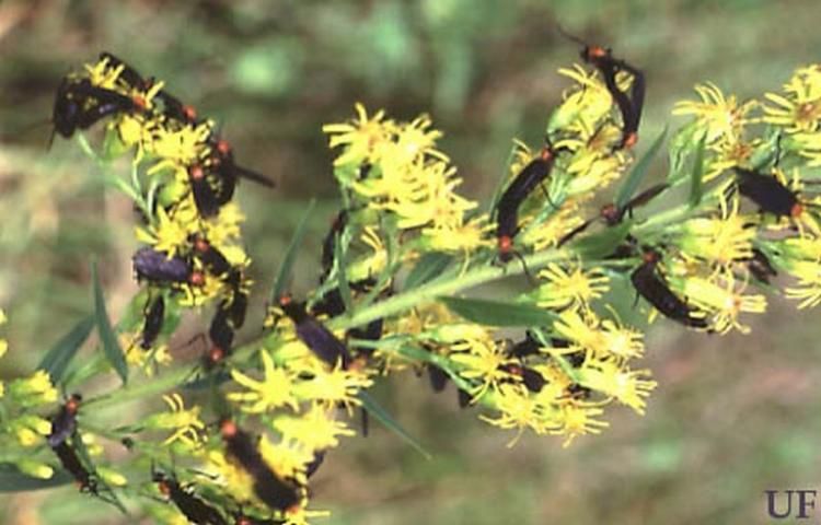 Figure 1. Swarm of lovebugs, Plecia nearctica Hardy, on flowers.