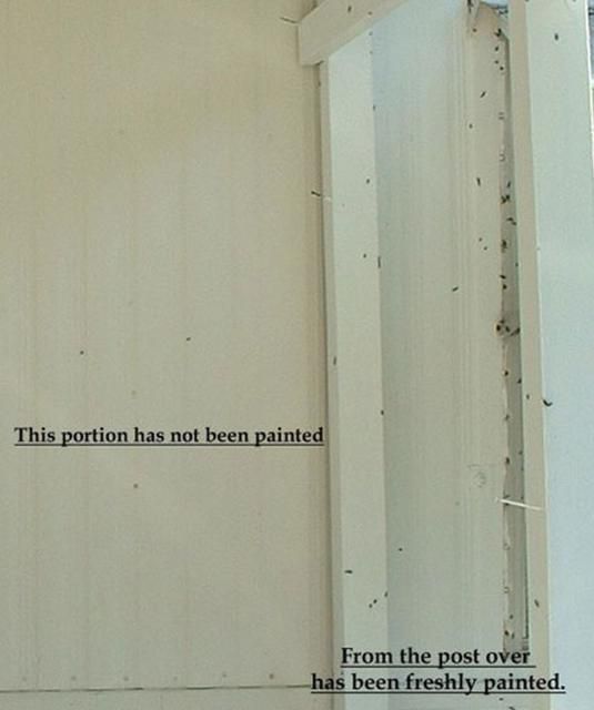 Figure 14. Adult lovebugs, Plecia nearctica Hardy, attracted to a freshly painted surface.