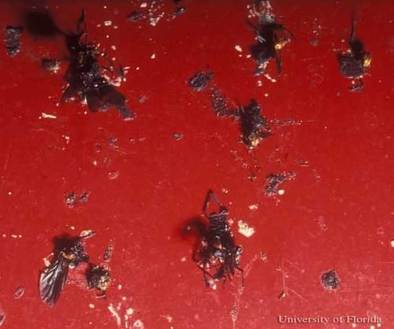 Figure 11. Adult lovebugs, Plecia nearctica Hardy, that impacted on the painted surface of a car. Light-colored debris are portions of the egg mass.