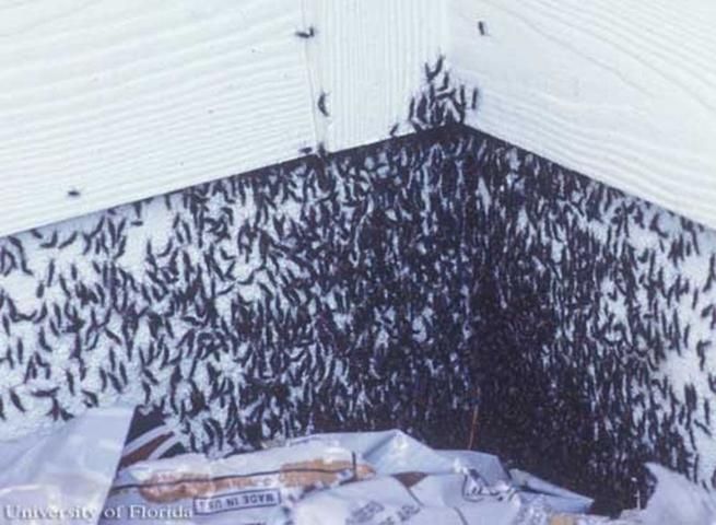 Figure 13. Lovebugs, Plecia nearctica Hardy, attracted to a freshly painted surface.